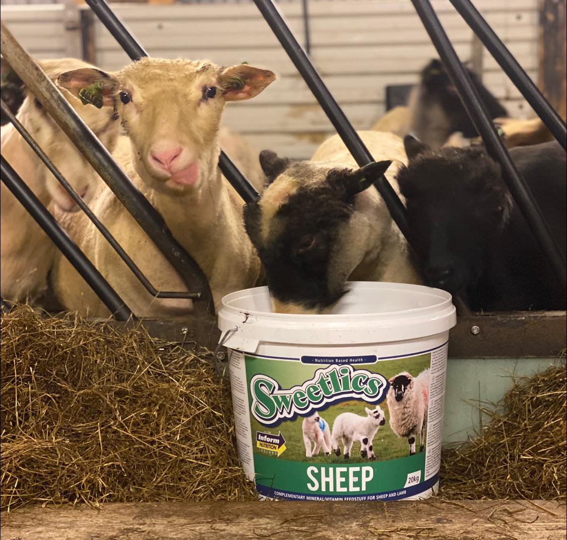 Sweetlics sau 20kg GRØNN bøtte - Bilde 2