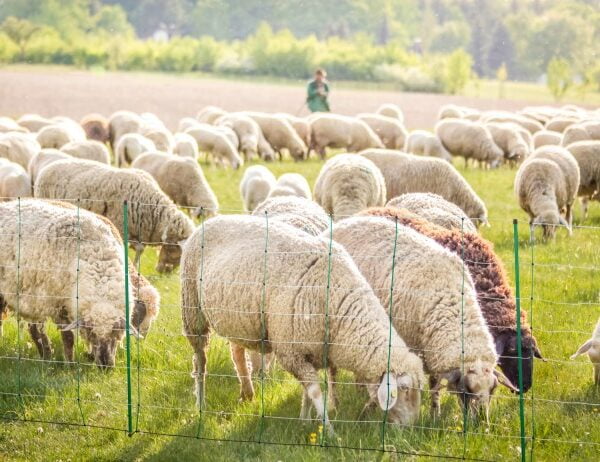 TopLine Plus Net Sauenett 50m 90cm