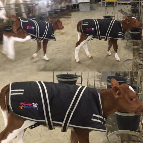 Cosy Calf kalvejakke str L Holstein/Nrf - Bilde 3