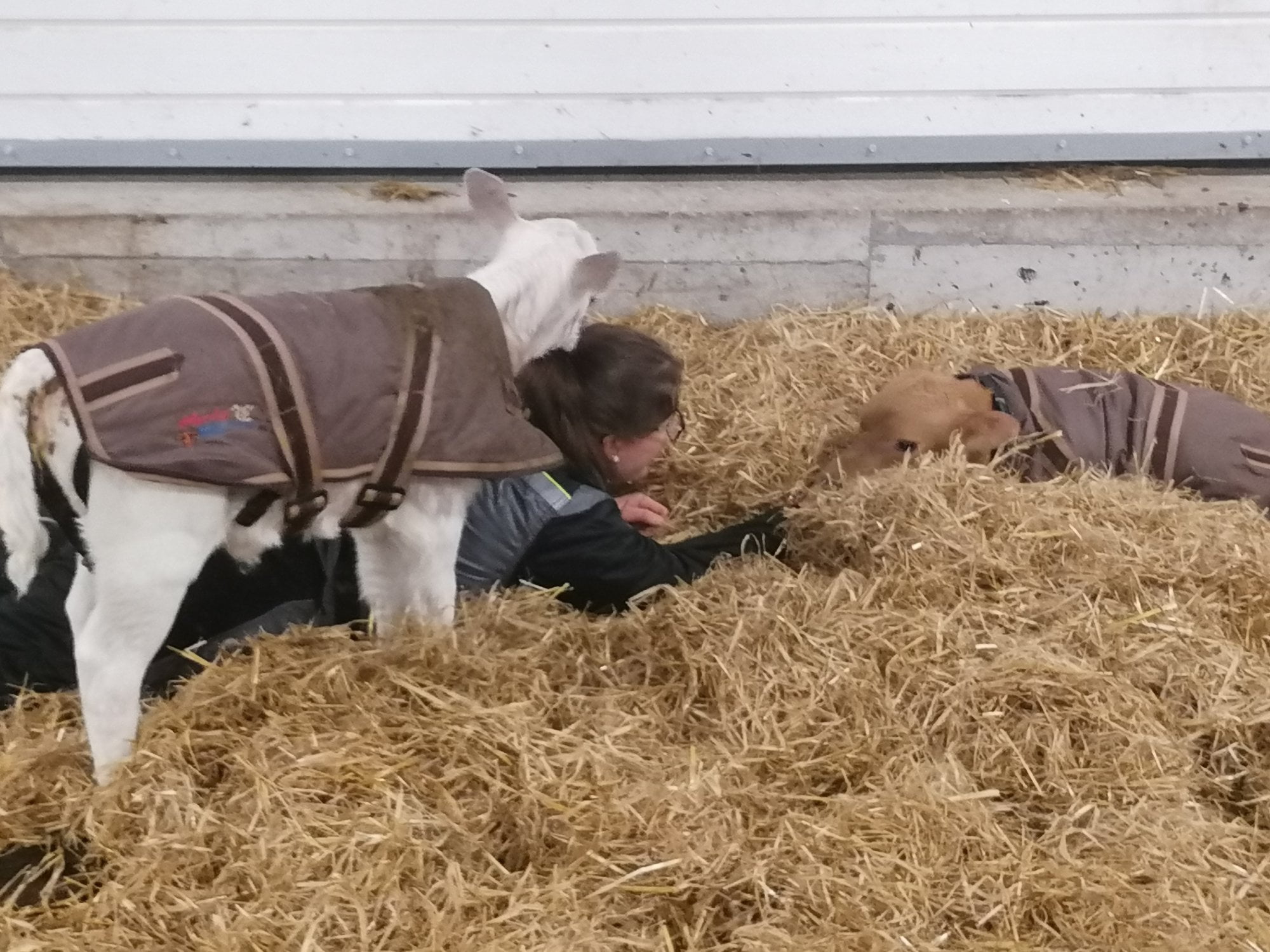 Cosy Calf kalvejakke str L Holstein/Nrf - Bilde 2