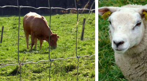 FA Netting LAM (innmarksnett) CrOpt 100-15-15 (3.0/2.0) 50m