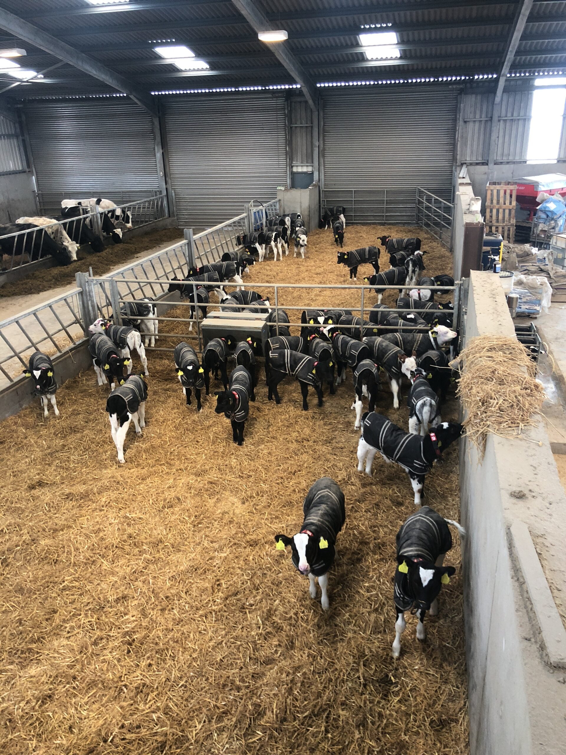 Cosy Calf kalvejakke str L Holstein/Nrf - Bilde 4