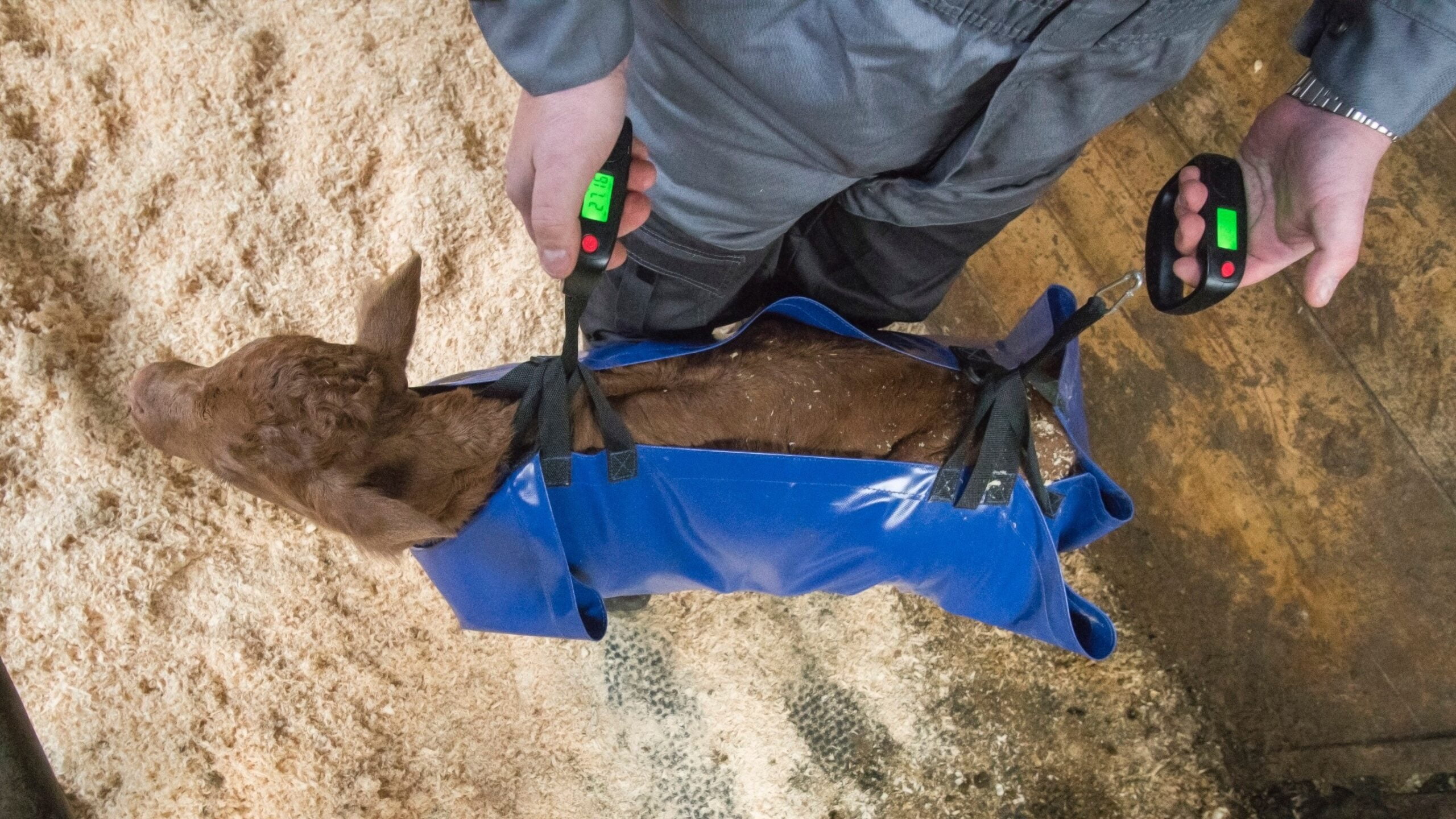 Kalveseil kompl. m2/dig. vekter - Bilde 2
