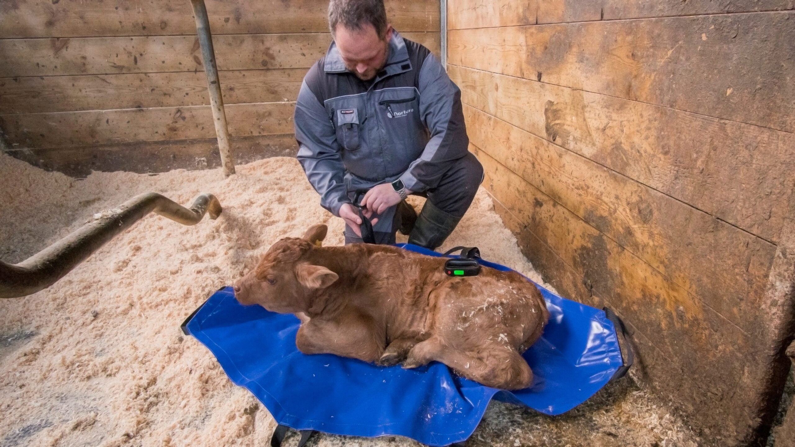 Kalveseil kompl. m2/dig. vekter - Bilde 3