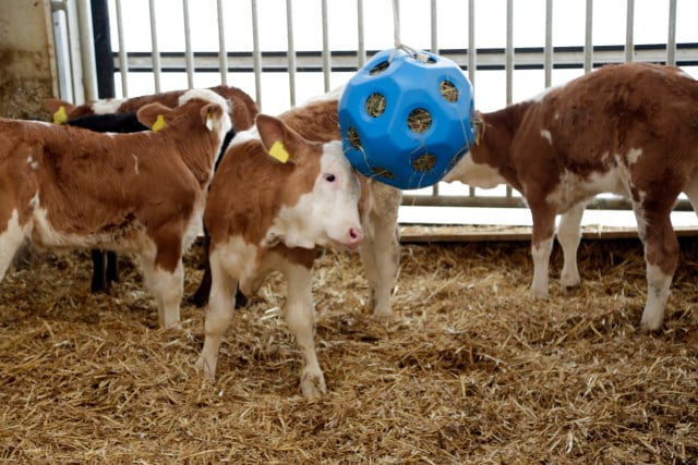 Ball til høy - Bilde 5