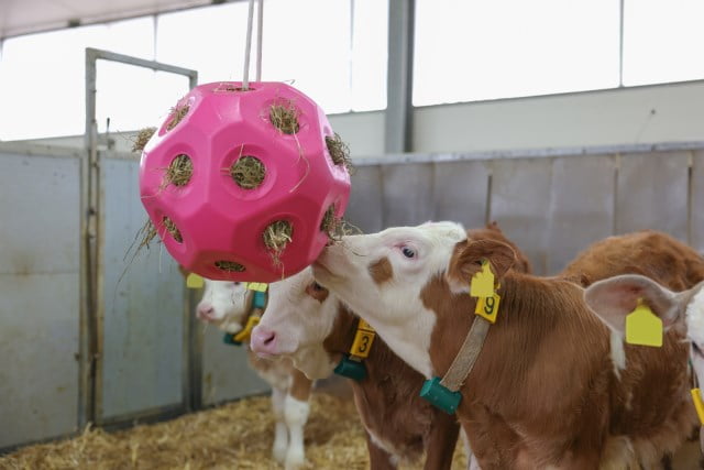 Ball til høy - Bilde 4