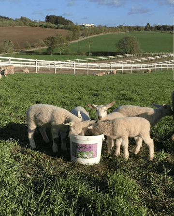 HeadStart Garlic Summer Lick 18kg - Bilde 2